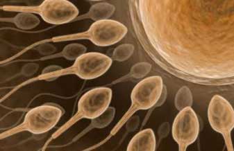 Instituto Ideia Fértil - Foto 1