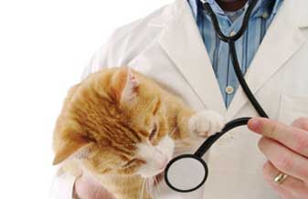 Clínica Veterinária Amicão - Foto 1