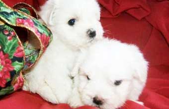 Tutti Frutti Pet Shop - Foto 1