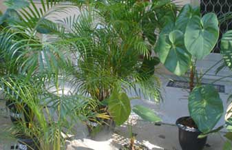 Ornata Flora - Foto 1