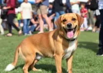 feiras de adoção de animais