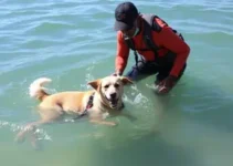 Cachorrinha resgatada