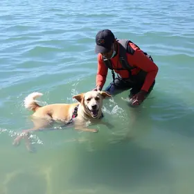 Cachorrinha resgatada