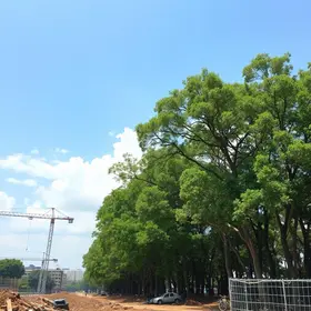 árvores em Santo André