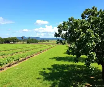Assaí Farma em Santo André